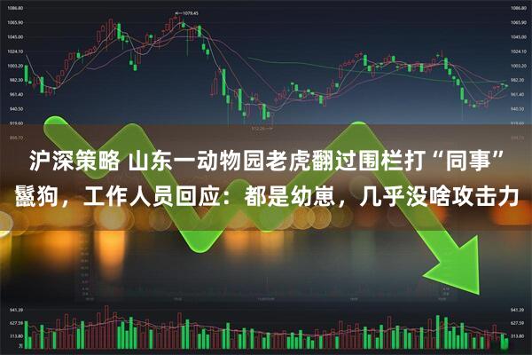 沪深策略 山东一动物园老虎翻过围栏打“同事”鬣狗，工作人员回应：都是幼崽，几乎没啥攻击力